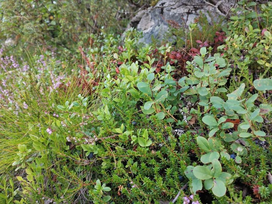 Na Er Vinteren Kommet Til Hallingdal Ал Екстериор снимка