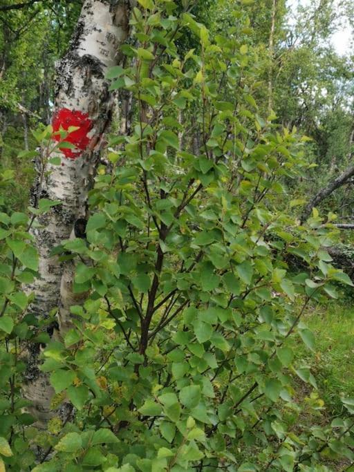 Na Er Vinteren Kommet Til Hallingdal Ал Екстериор снимка